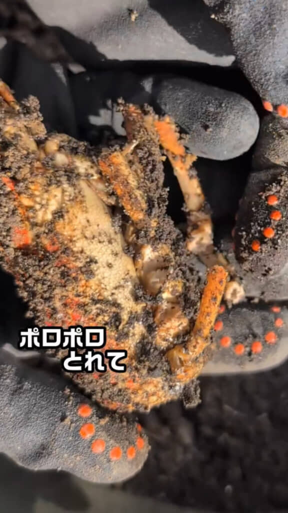 イセエビの脚がポロポロ取れるように