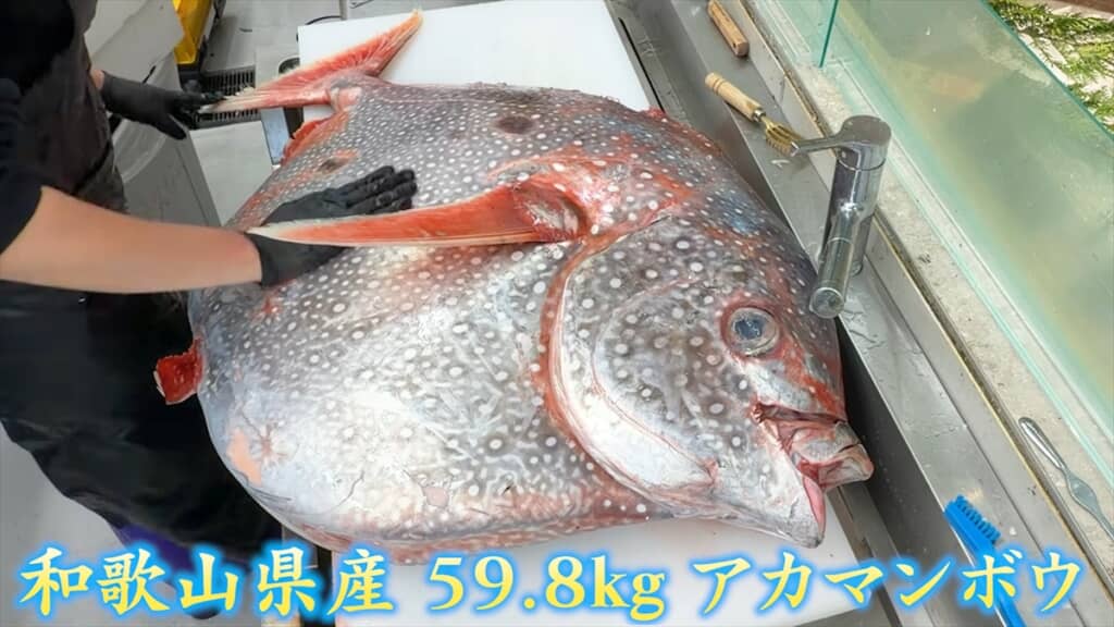 巨大アカマンボウをさばくきまぐれクック
