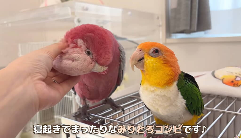 画面左から「みりん」ちゃん、「とろろ」ちゃんです