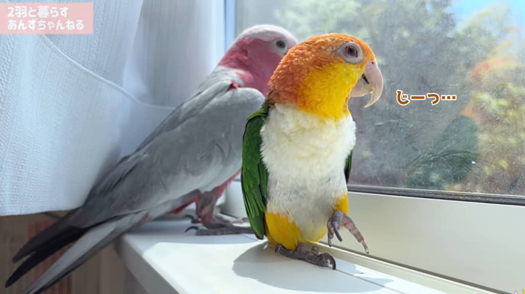 朝起きたらお外を眺めるのが日課