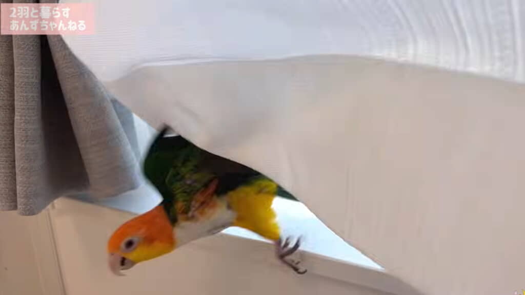 突然「ピィー!!」と逃げ出すとろろちゃん
