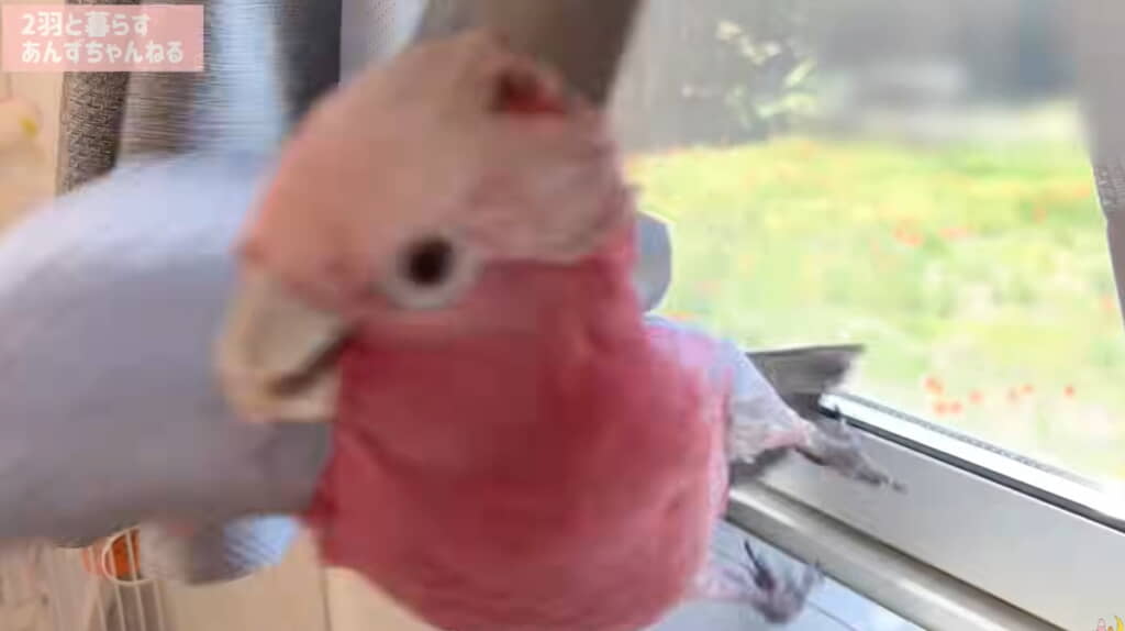 みりんちゃんもパニック