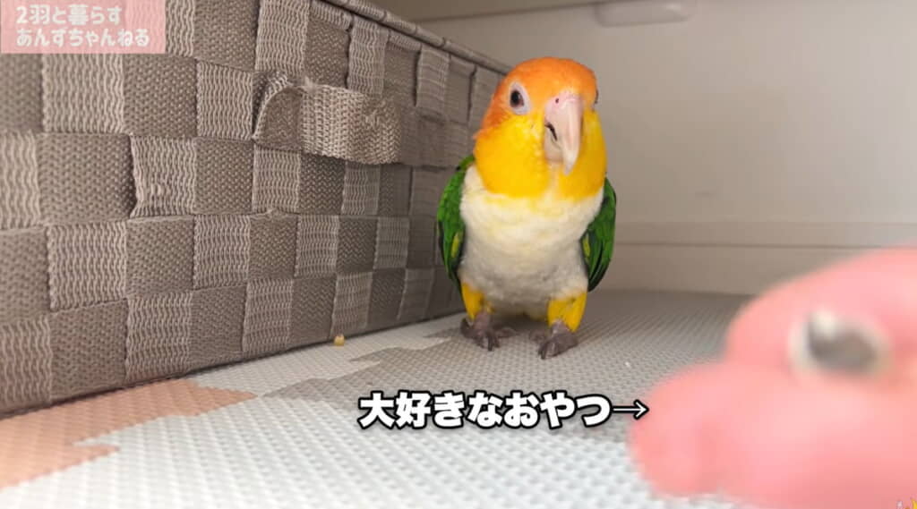 大好きなおやつをあげます