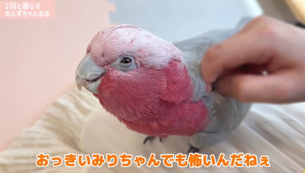 みりんちゃんは飼い主さんのお膝の上へ