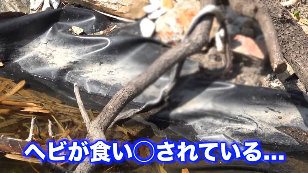 庭に穴を掘って作ったビオトープで見つけたヘビの死骸