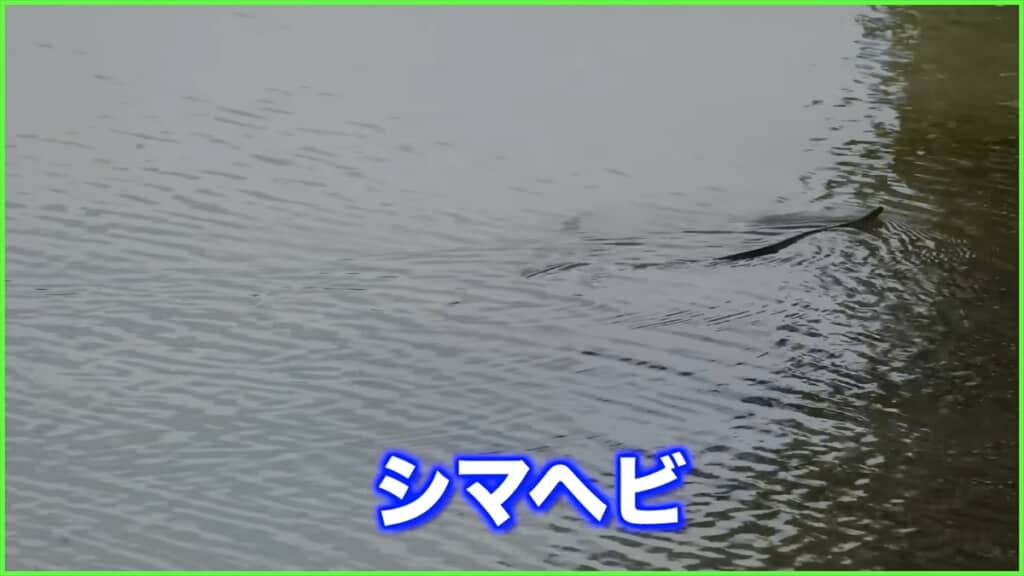 庭に穴を掘って作ったビオトープ付近に住み着いていたシマヘビ