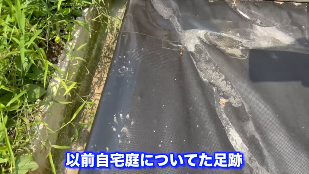 庭に穴を掘って作ったビオトープに起きた異変