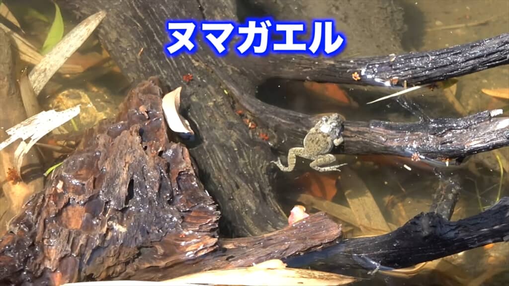 庭に穴を掘って作ったビオトープに住み着いたヌマガエル