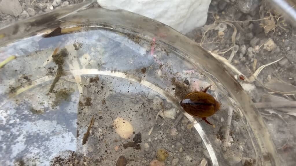 庭に穴を掘って作ったビオトープに住み着いたヒメゲンゴロウ