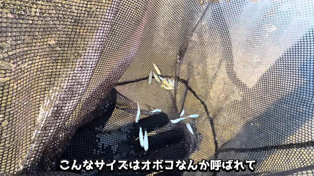 まずはボラの稚魚を発見