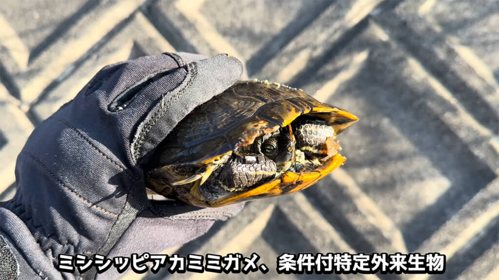 ミシシッピアカミミガメを捕獲