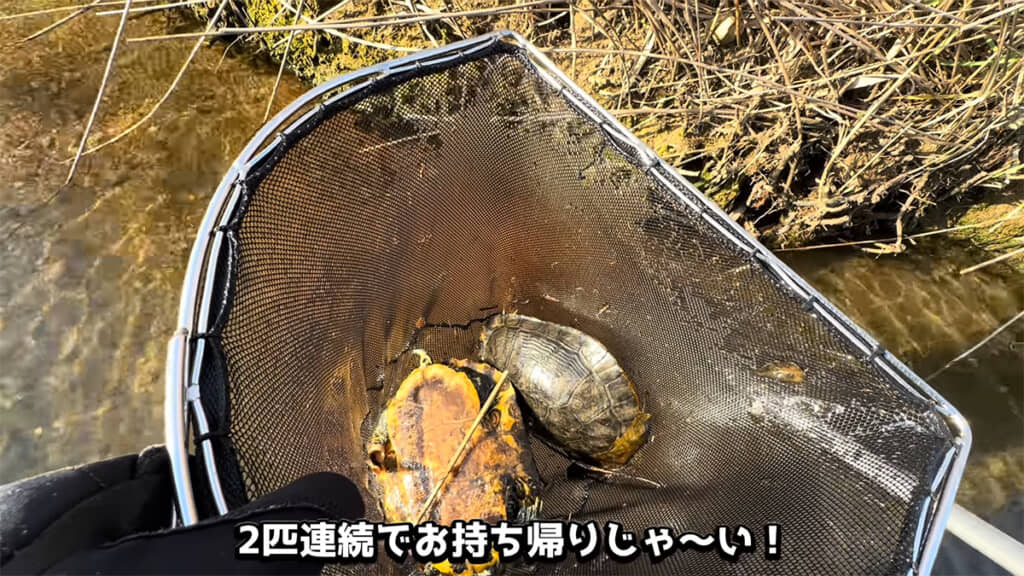 メスとメスを追いかけていたオスを捕獲