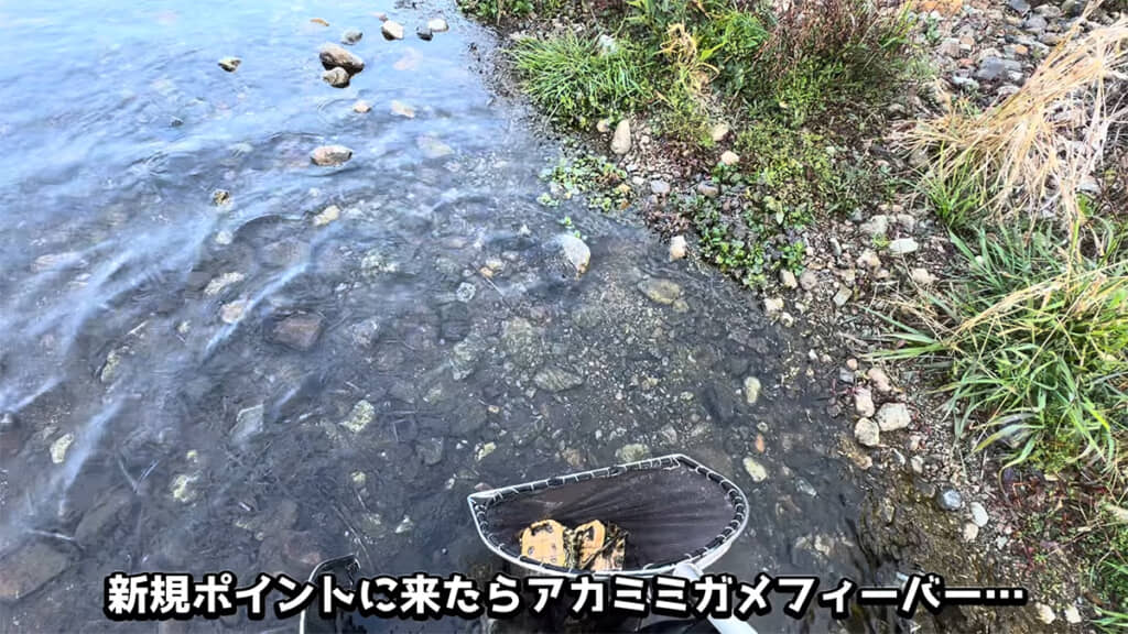次から次へとアカミミガメの姿が……!