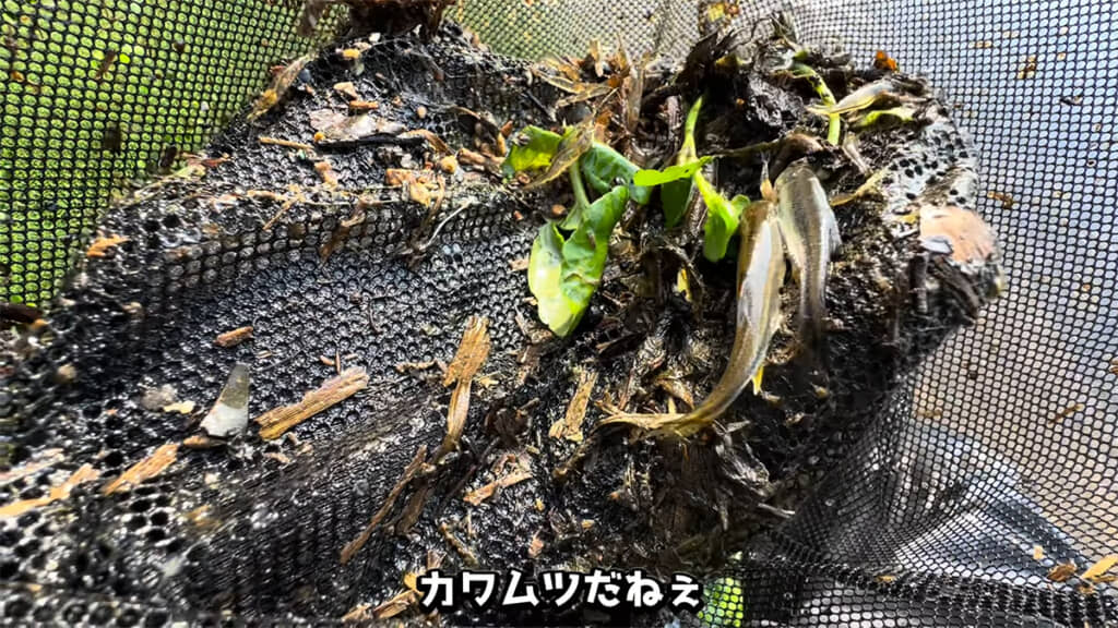 在来種であるカワムツを発見