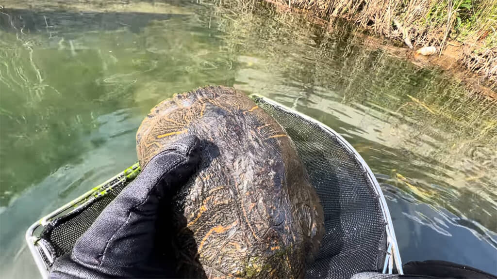 甲羅はボコボコ、腫瘍らしきものがあるアカミミガメを捕獲
