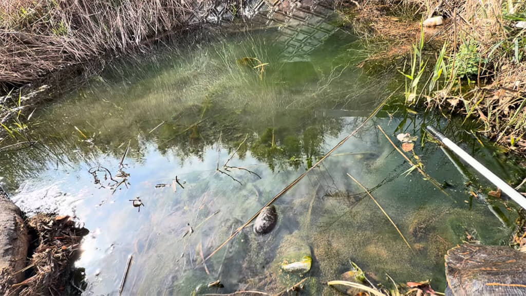 飼育放棄されたと思われるアカミミガメは、水たまりでひっそりと生きていました