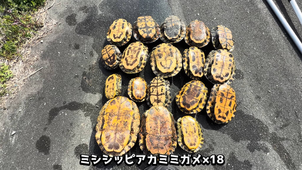 本日の成果は18匹ものアカミミガメでした