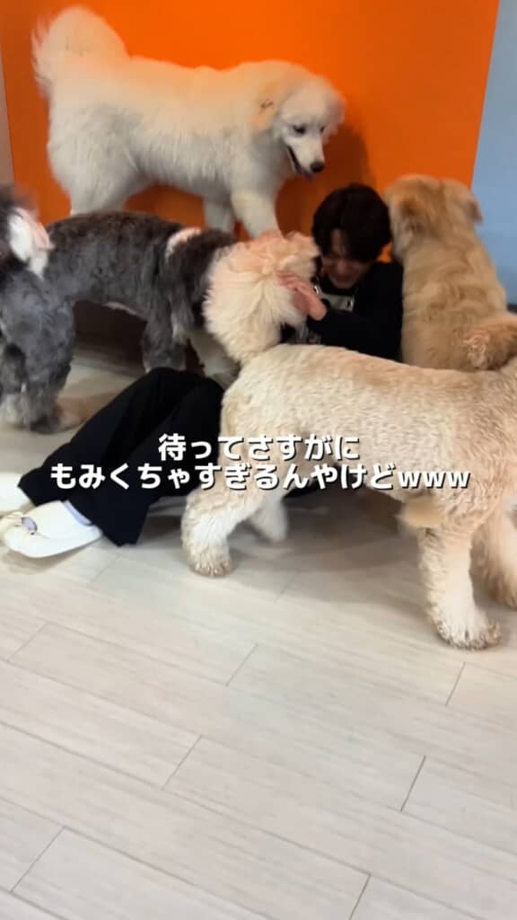 嬉しそうに取り囲むワンコ達