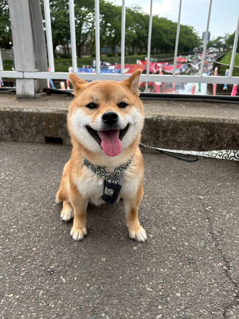 るなさんのことが大好きなくま丸くん