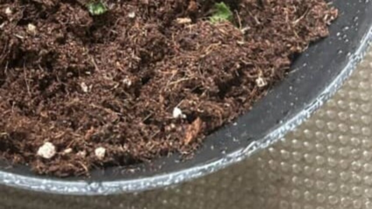 ダイソーの土に、スーパーのパックミントを植えたら→「1日でこれよ」　驚きの光景に「恐ろしい子」「すごい生命力」（1/2） | ライフスタイル ねとらぼ