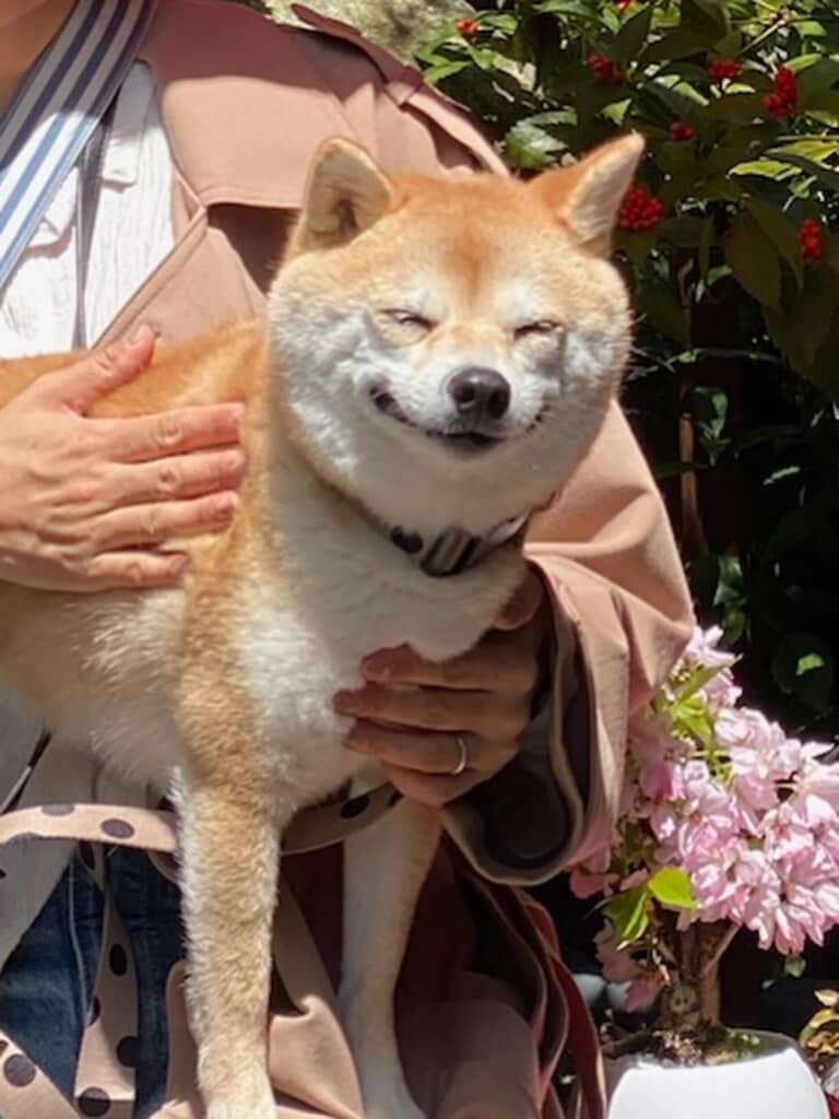 愛犬の笑顔