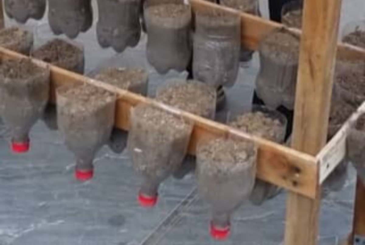 ペットボトルの半分に土を入れて種をまくと…… 50日後の光景に「感動した」「すごくいいアイデア!」【海外】(1/3) | ライフハック ねとらぼ