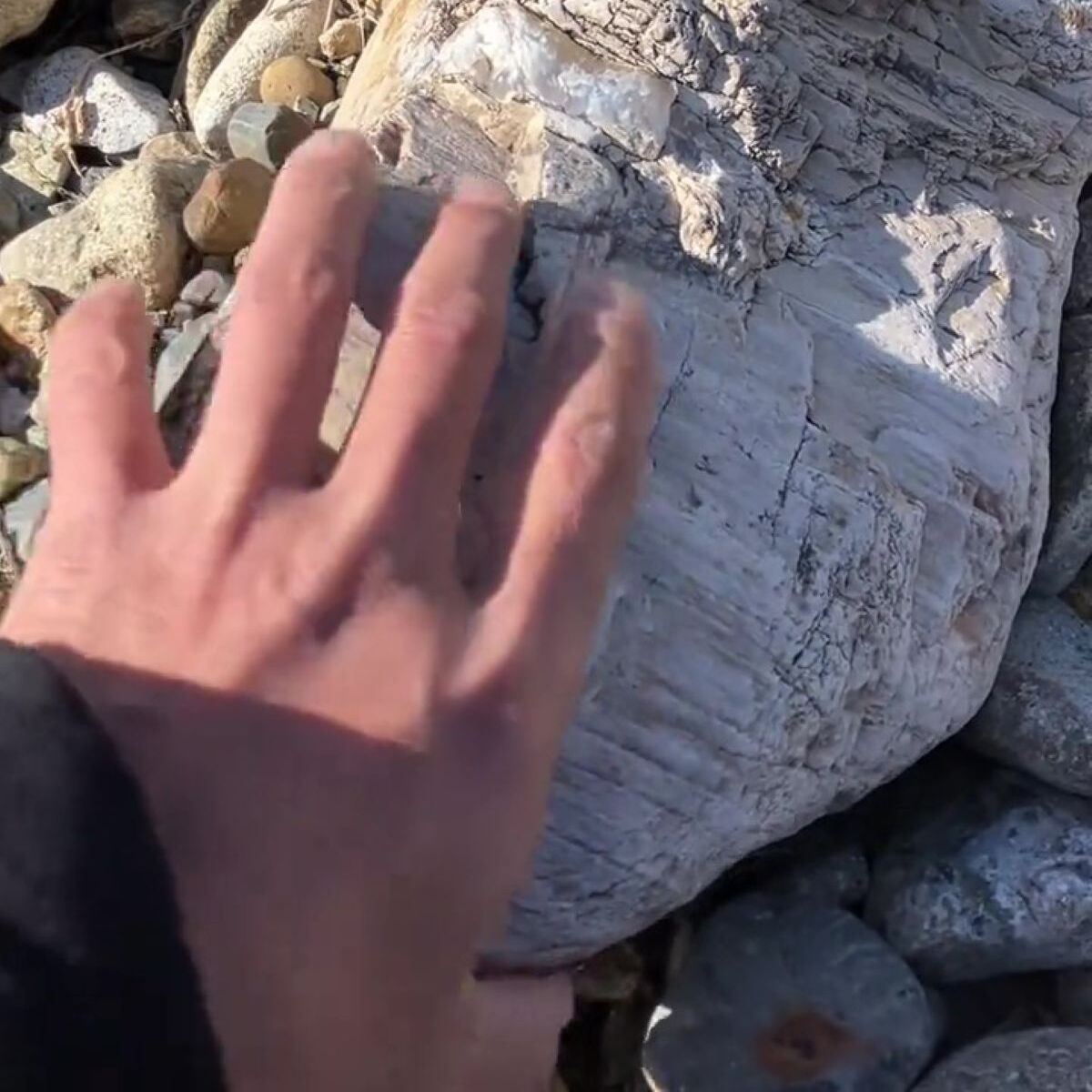 川辺で見つけた16キロ超えの石→「これはもしや」とひっくり返したら……　まさかの正体に「スゲー！」「興奮が止まらない」（1/3） | ライフスタイル ねとらぼ