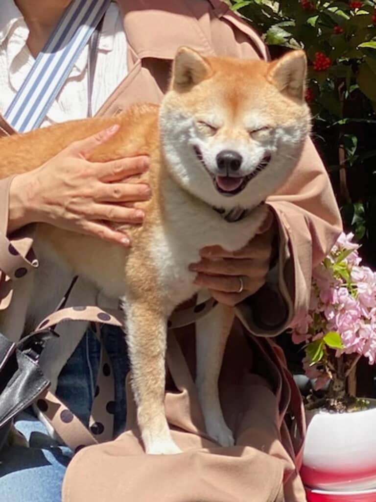 愛犬の笑顔。より口角が上がっている