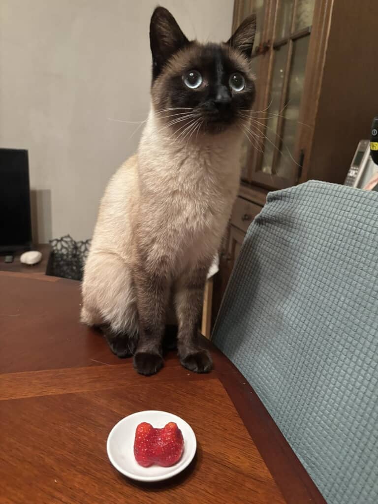 猫型のイチゴとおこげちゃん