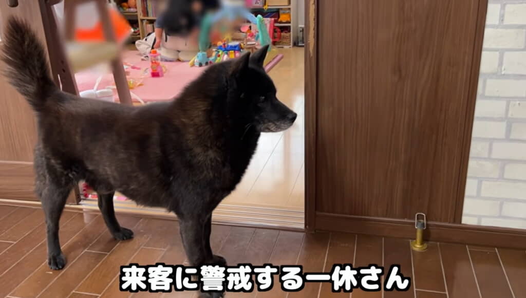 チャイムが鳴ると警戒モードになる一休さん