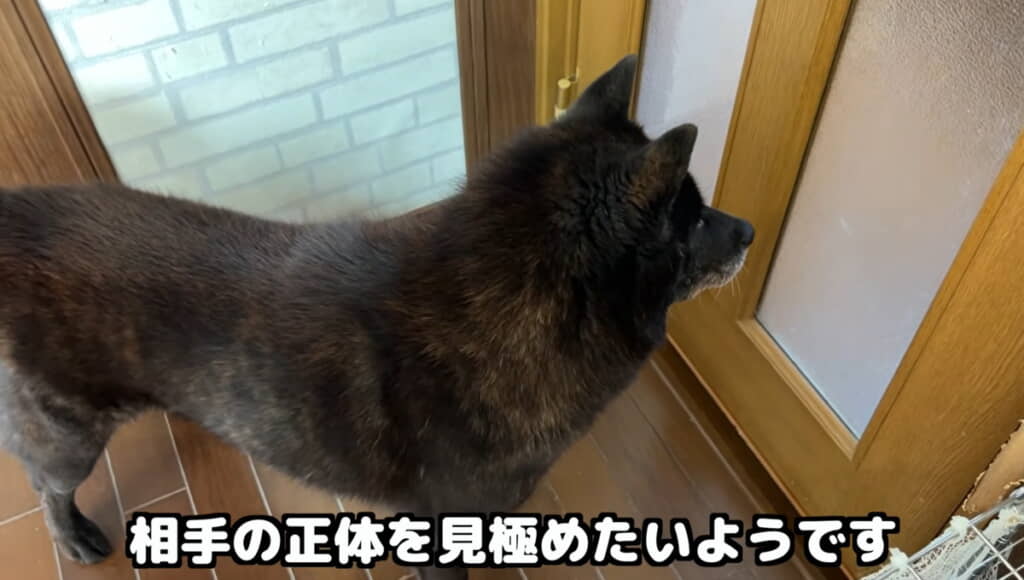 家族が応対していれば吠えません