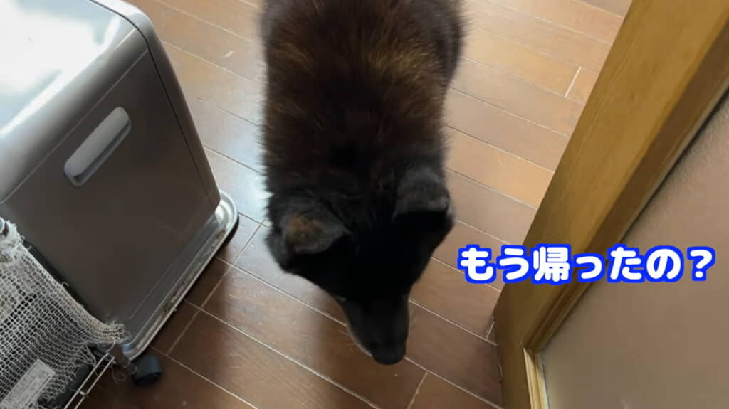 本当に帰ったのか確認してるみたい