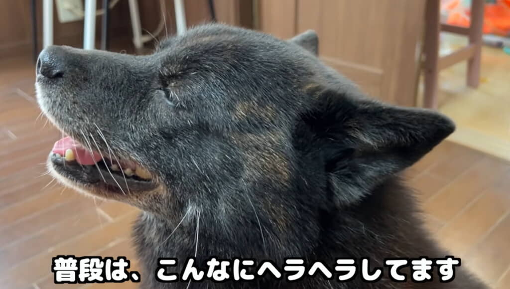 ヘラヘラした一休さんかわいすぎます