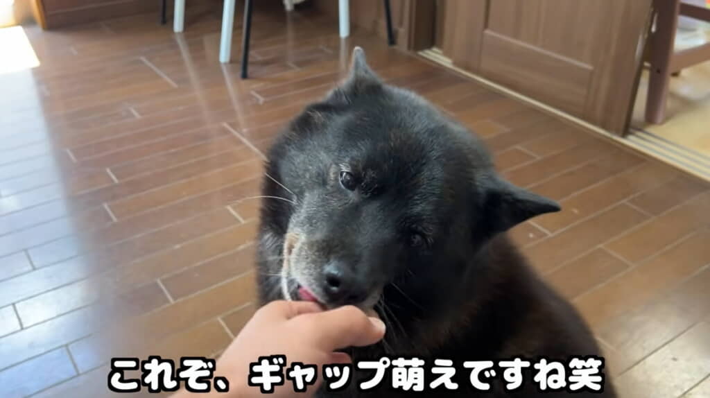 りりしい表情とのギャップがたまりません