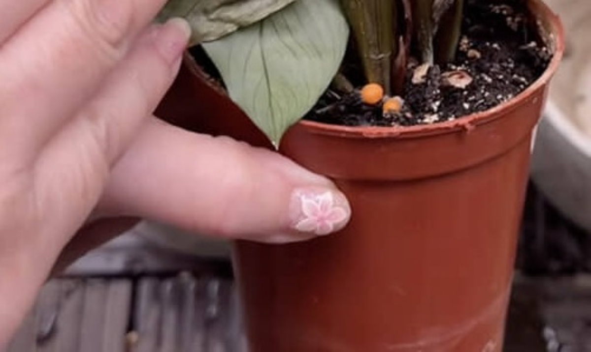 ダイソーの観葉植物で本当に育つのか？