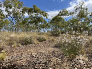 絶滅したと思われていた植物が60年ぶりに再発見
