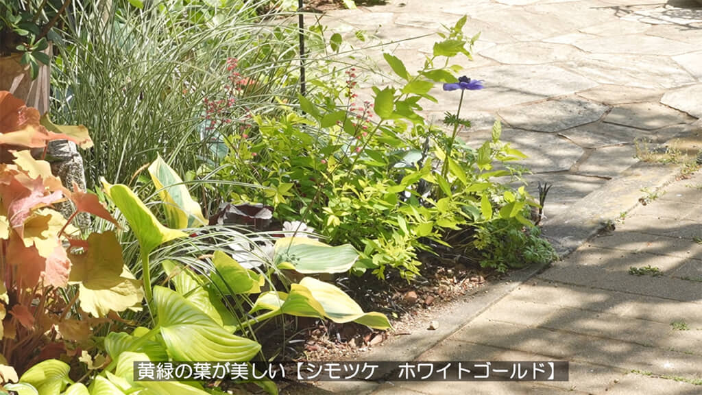 白い花や紅葉が楽しめる「シモツケ ホワイトゴールド」