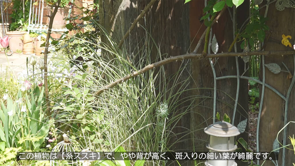 庭をおしゃれに見せてくれる「糸ススキ」