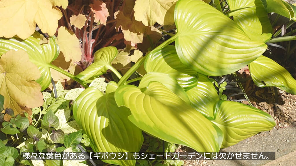 葉の形や色が庭を彩る「ギボウシ」