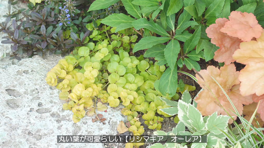 寒さにも暑さにも強い「リシマキア オーレア」