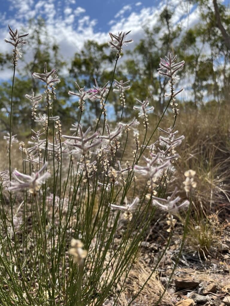 絶滅したと思われていた植物が60年ぶりに再発見