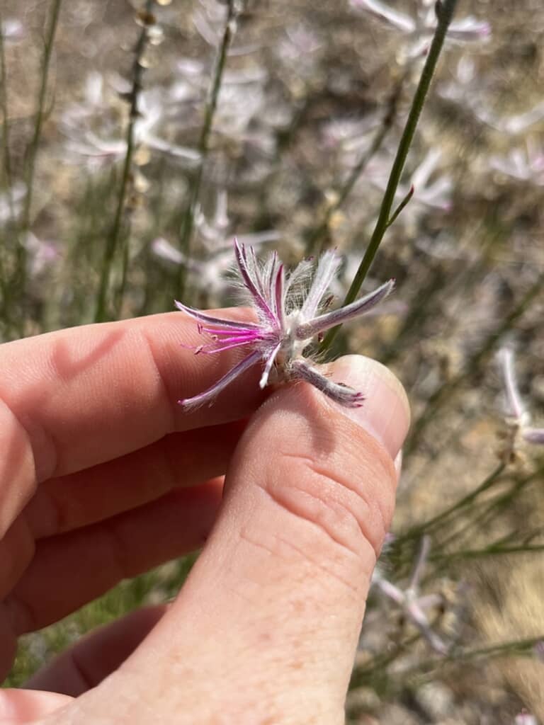 絶滅したと思われていた植物が60年ぶりに再発見