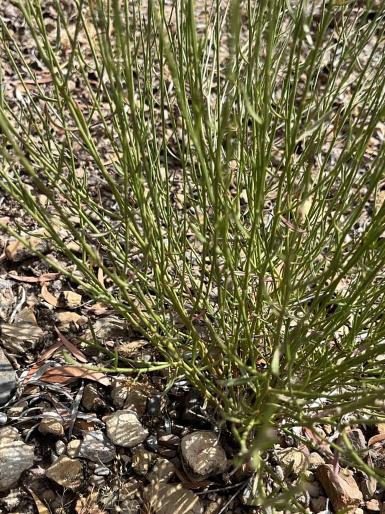 絶滅したと思われていた植物が60年ぶりに再発見