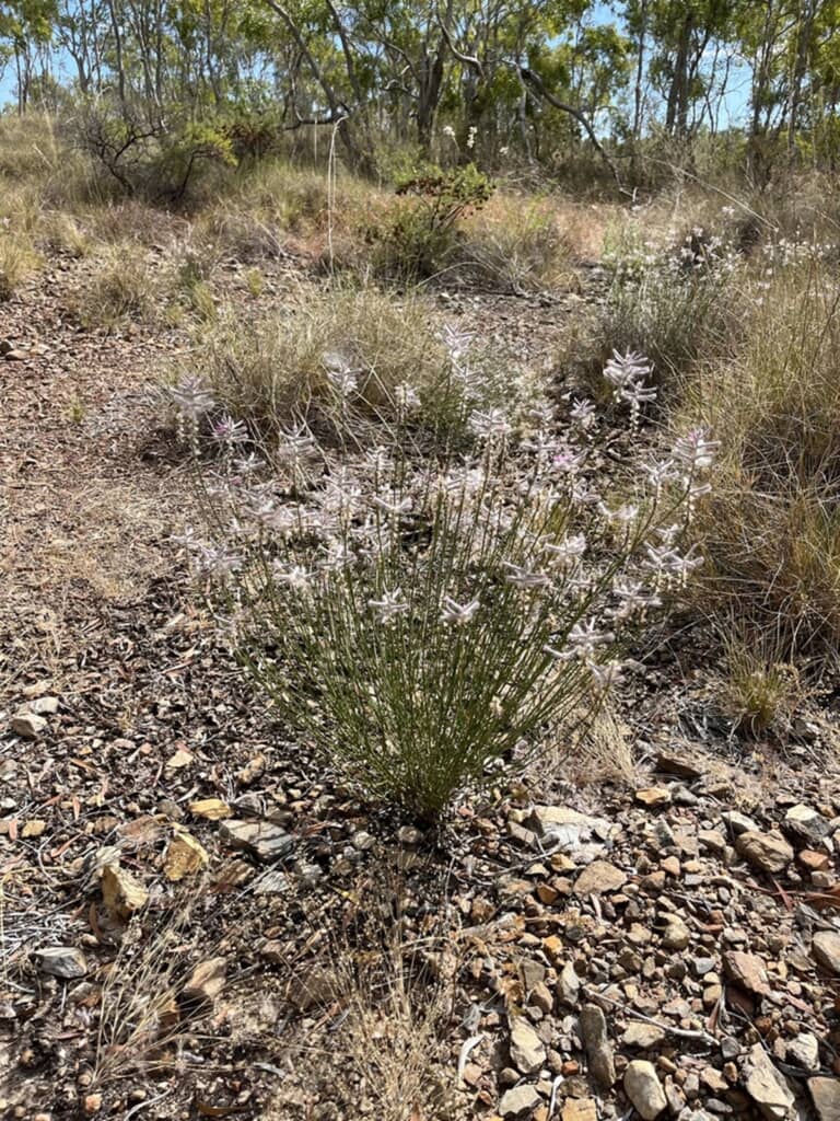 絶滅したと思われていた植物が60年ぶりに再発見