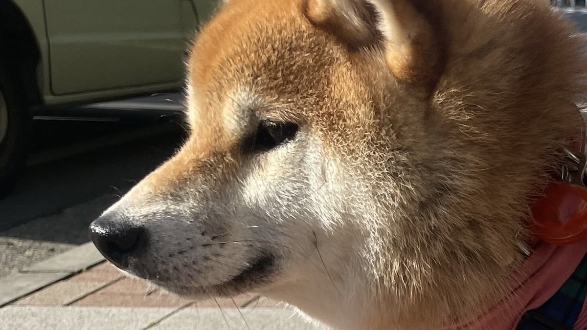 柴犬に虫よけの服を着せたら……飼い主「なんかごめん」　“二度見必至の姿”に「コーヒー吹いた」「マダム……!?」と120万表示（1/2） | 犬 ねとらぼ