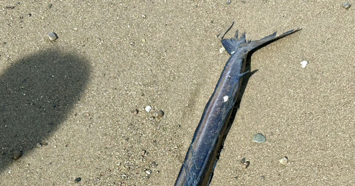 静岡の海岸で「なんか打ち上がっとる」→見てみると…… とんでもない姿形に「何この子怖い」「こんな生物いたんだ」(1/3) | その他生き物 ねとらぼ