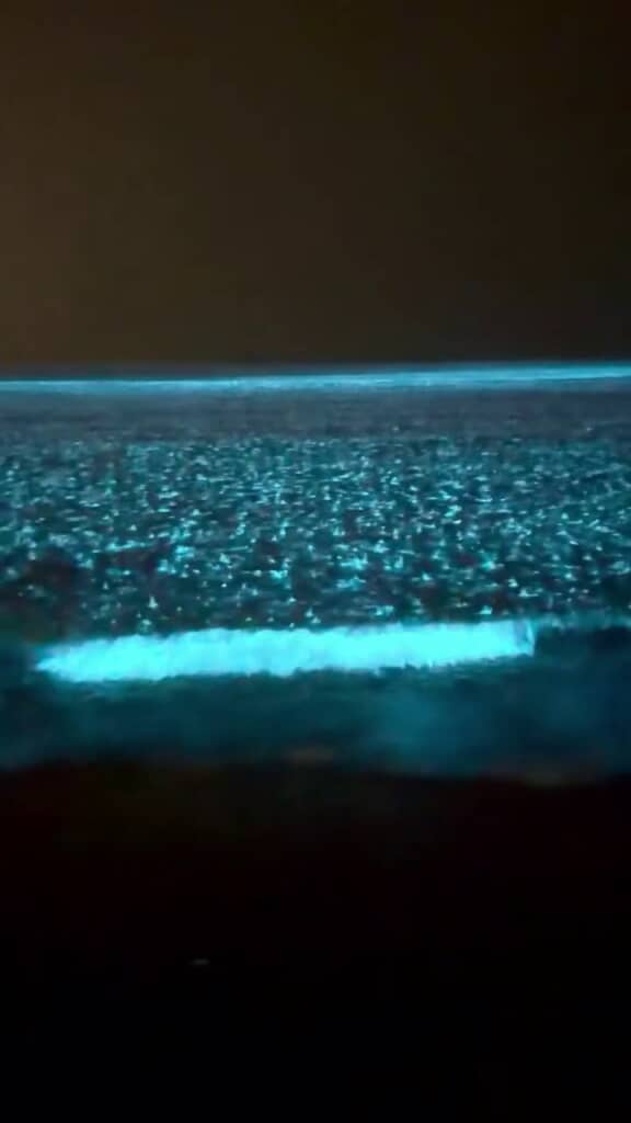 夜光虫の光で蒼く輝いている海