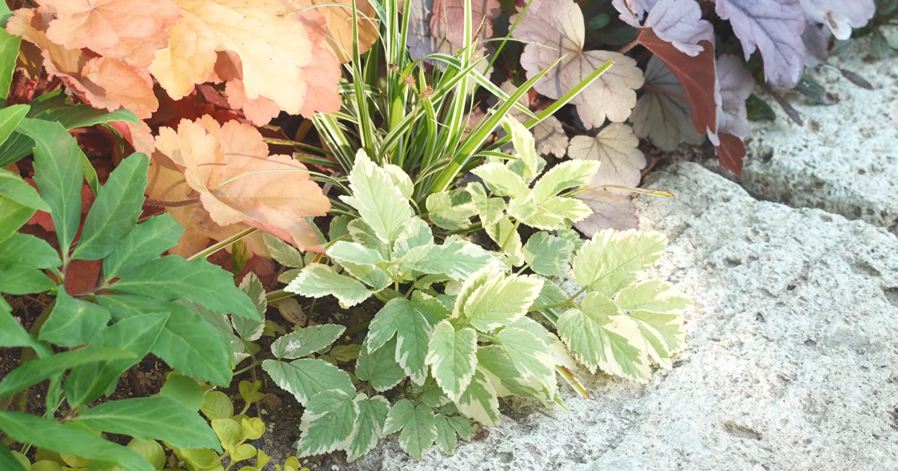 庭に宿根草を“植えっぱなし”にして数年後…… うっとりする景色に「憧れです」「素晴らしいアイデア」(1/3) | その他生き物 ねとらぼ