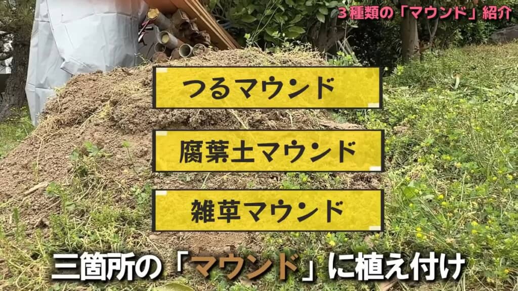3種類のマウンドでサツマイモ栽培の結果を比較