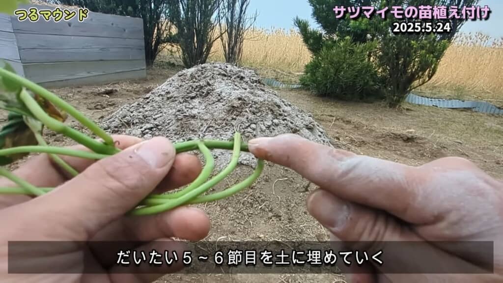 苗の5～6節目を土に埋める